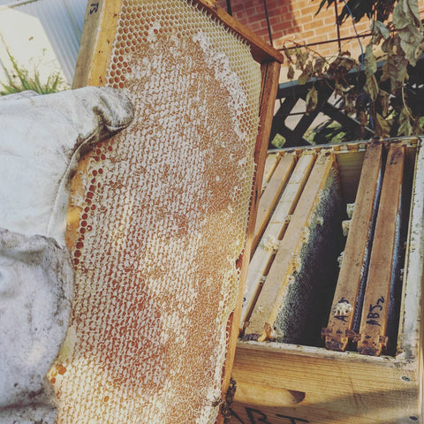 How do you keep bees in South Australia?