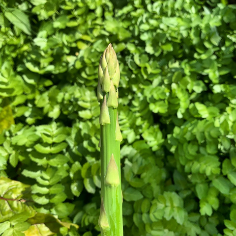 Organic Asparagus in Adelaide