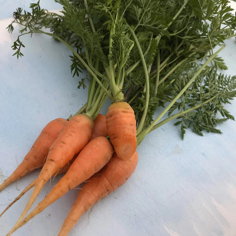 Biodynamic Carrots Bunch