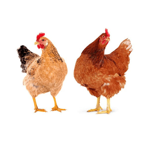 Nomad Farms Chicken Frames