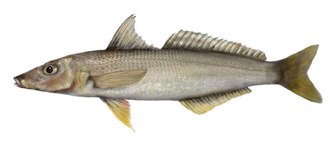 Wild Caught SA Yellowfin Whiting