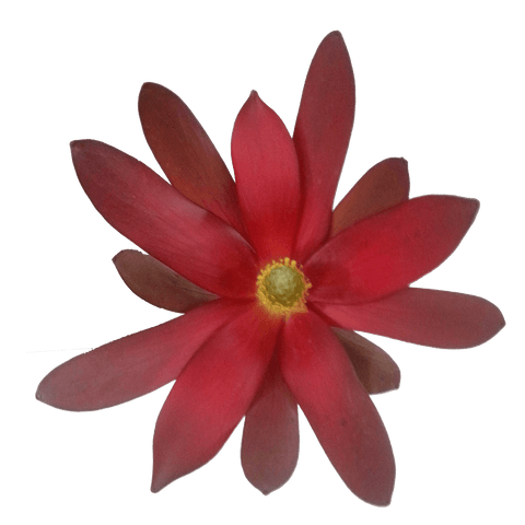 Red flower Native (leucadendron)